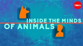 Inside the minds of animals  Bryan B Rasmussen [upl. by Nicola]