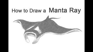 How to Draw a Manta Ray [upl. by Sanoy]