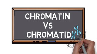 Chromatin Vs Chromatid  What is the Difference  Pocket Bio [upl. by Towill]