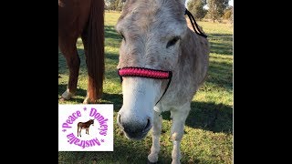 Tri colour thin line paracord noseband for horse halter [upl. by Ahseikan573]