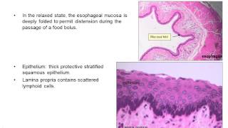 Upper gastrointestinal histology [upl. by Salguod]