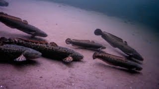 INSANE Underwater Burbot Spawning Action — HD Footage ☑️ [upl. by Longfellow509]