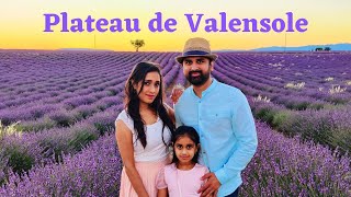 Lavender fields of Valensole  Plateau de Valensole  France [upl. by Attenwad885]