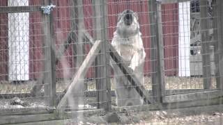 Norwegian elkhounds on guard [upl. by Gahan]