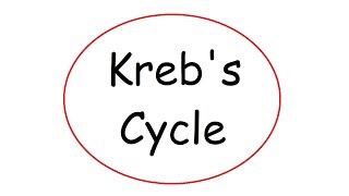 Krebs Cycle [upl. by Ellenahs]