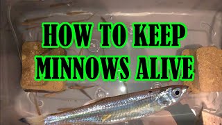 How to Keep Minnows Alive DIY Bait Tank Build [upl. by Einnaffit]