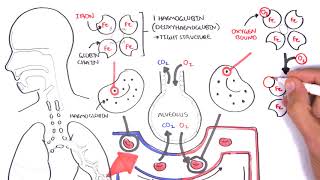 Oxygen  Haemoglobin Dissociation Curve  Physiology [upl. by Sylvanus]