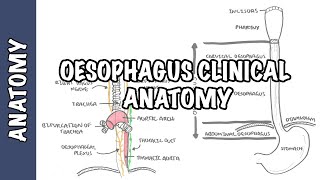 Anatomy  Histology of the Esophagus [upl. by Weisman]