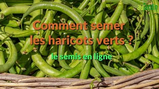 Comment SEMER les HARICOTS VERTS [upl. by Drolet918]