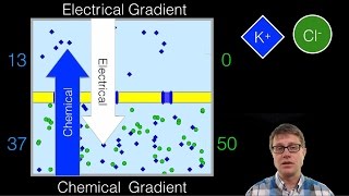 Electrochemical Gradient [upl. by Arocal]