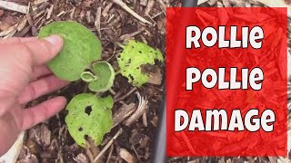 How We Protect Young Seedlings From Rollie Pollie Damage AKA Pillbugs [upl. by Seek]