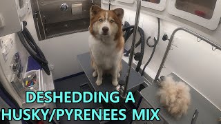 Beautiful Husky  Great Pyrenees Mix Gets Groomed  Satisfying Deshed [upl. by Thamora]