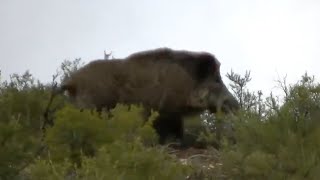 Montería de Jabalíes en Cuenca 💥🐗 ALUCINANTE  GRANDES JABALIES [upl. by Yrod]