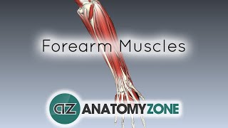 Forearm Muscles Part 1  Anterior Flexor Compartment  Anatomy Tutorial [upl. by Kolk210]