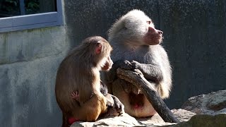 Hamadryas Baboon Behaviors [upl. by Dowzall]