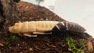 Cockroach Molting [upl. by Neevan]