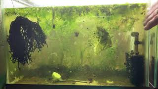 Scuds Daphnia Cherry Shrimp Copepods My aquatic food culture [upl. by Atalya]