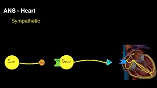 Autonomic innervation of the heart [upl. by Kriste]