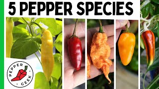 The 5 Major Pepper Species  Grow Interesting Pepper Varieties  Pepper Geek [upl. by Klarrisa]