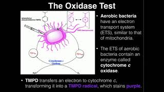 Microbiology Oxidase Test [upl. by Nulubez]