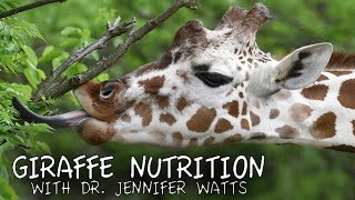 Giraffe Nutrition [upl. by Hirsh813]