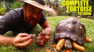 The Ultimate Radiated Tortoise Care Instructions [upl. by Andi]