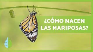 Cómo nacen LAS MARIPOSAS 🦋 Tipos hábitat y Curiosidades [upl. by Means]