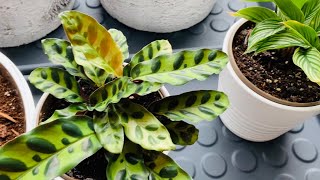 Calathea Plants Propagating Planting amp Easy Care Tips  Natural Rooting Hormone [upl. by Lyrpa373]