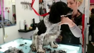 HOW TO DO A SPRINGER SPANIEL [upl. by Anitserp157]