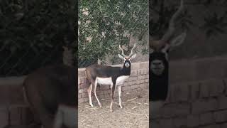 Black buck with female and a fawn [upl. by Priebe755]