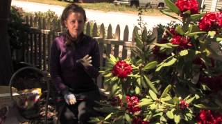 How Do I Fertilize Rhododendrons  More Gardening Advice [upl. by Shawna102]