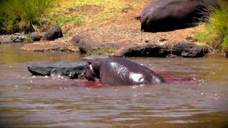 Hippo Gives Birth  Saves Newborn From Croc [upl. by Lipcombe]