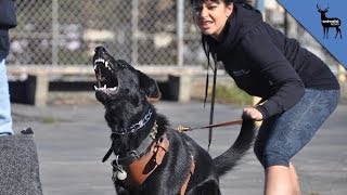 What Makes a Dog Aggressive [upl. by Sapphira]