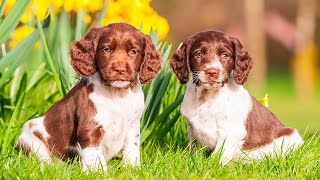 ENGLISH SPRINGER SPANIEL PUPPIES FROM 2 TO 8 WEEKS [upl. by Gilda]