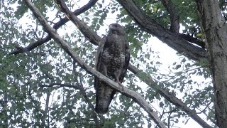 Geluid  Roep Buizerd Buteo Buteo [upl. by Assel937]