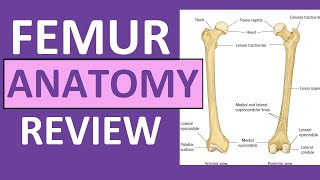 Fracture Femur Types  Everything You Need To Know  Dr Nabil Ebraheim [upl. by Hayidah671]