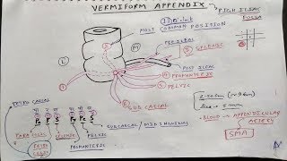 Vermiform Appendix Anatomy  TCML [upl. by Rheingold663]