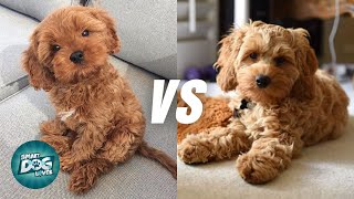 Cavapoo vs Cockapoo  Poodle Mix Breeds Comparison [upl. by Boardman]