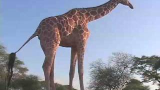 Kenyan Giraffe Finds Comfort With Humans [upl. by Schuler]