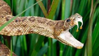 Snake Bytes TV  5 Meanest Snakes In The World [upl. by Naeloj]