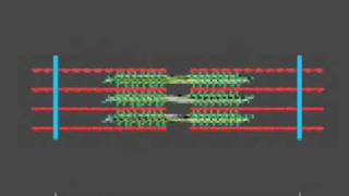 How a muscle contraction is signalled  Animation [upl. by Thill800]