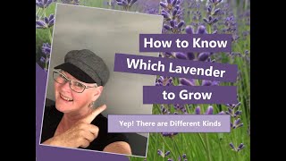 What is the Best Kind of Lavender to Plant and How to Use It [upl. by Waynant307]