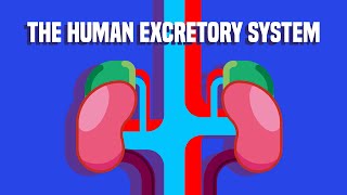 The COMPLEX Structure in Our Urinary System  Biology [upl. by Mendy]