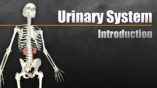 The Urinary System In 7 Minutes [upl. by Kissel]