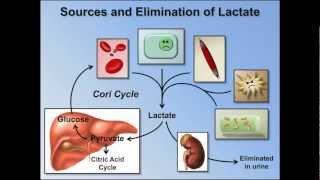 Elevated Anion Gap Metabolic Acidosis ABG Interpretation  Lesson 8 [upl. by Ahcmis]