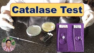 Bacterial Identification Tests Catalase Test [upl. by Pearle]