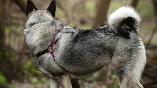 Norwegian Elkhound dog  Profile care health training [upl. by Sosthenna]