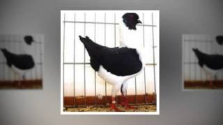 German Modena Pigeon [upl. by Ferrell]