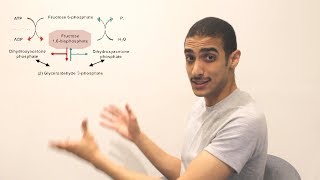 GlucoNeogenesis Part 1 شرح بالعربي [upl. by Quenby]