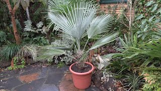 Trachycarpus princeps [upl. by Flanagan]